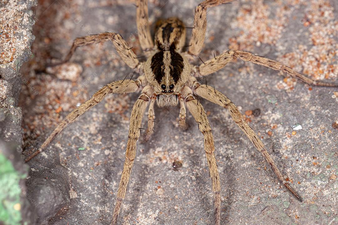 Aranha-lobo adulta da família Lycosidae