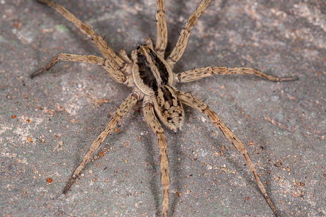 Aranha-lobo adulta da família Lycosidae