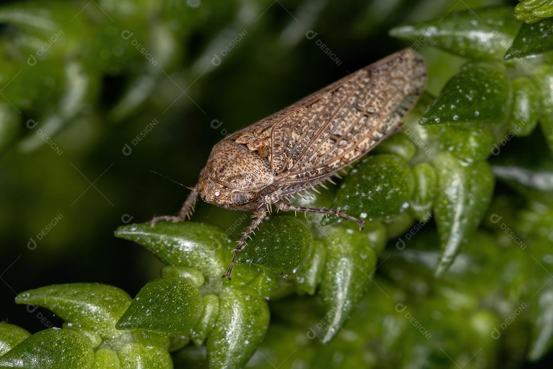 Pequena Cigarrinha Típica da Tribo Gyponini