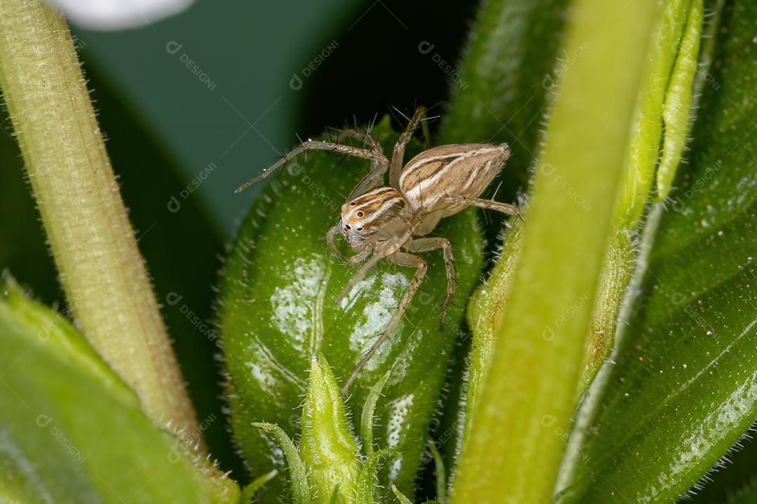 Aranha lince listrada da espécie Oxyopes salticus