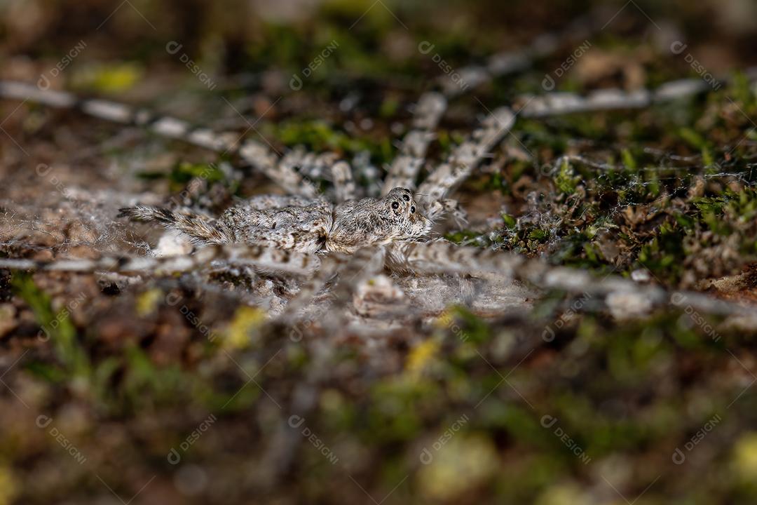 Aranha Longspinneret adulta da família Hersiliidae