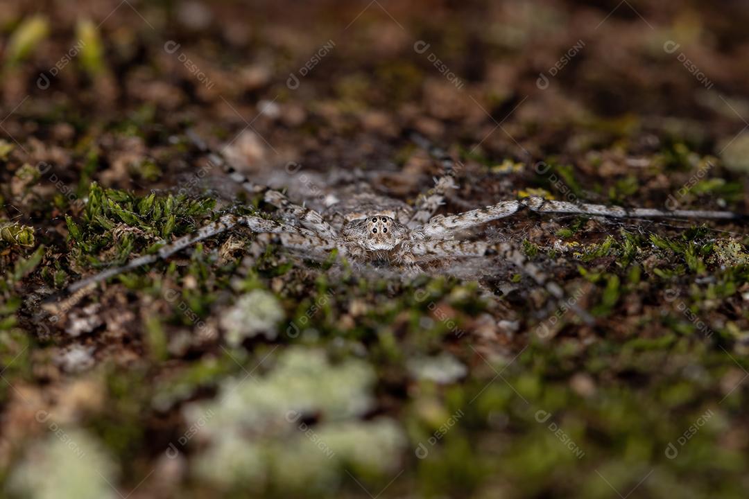 Aranha Longspinneret adulta da família Hersiliidae