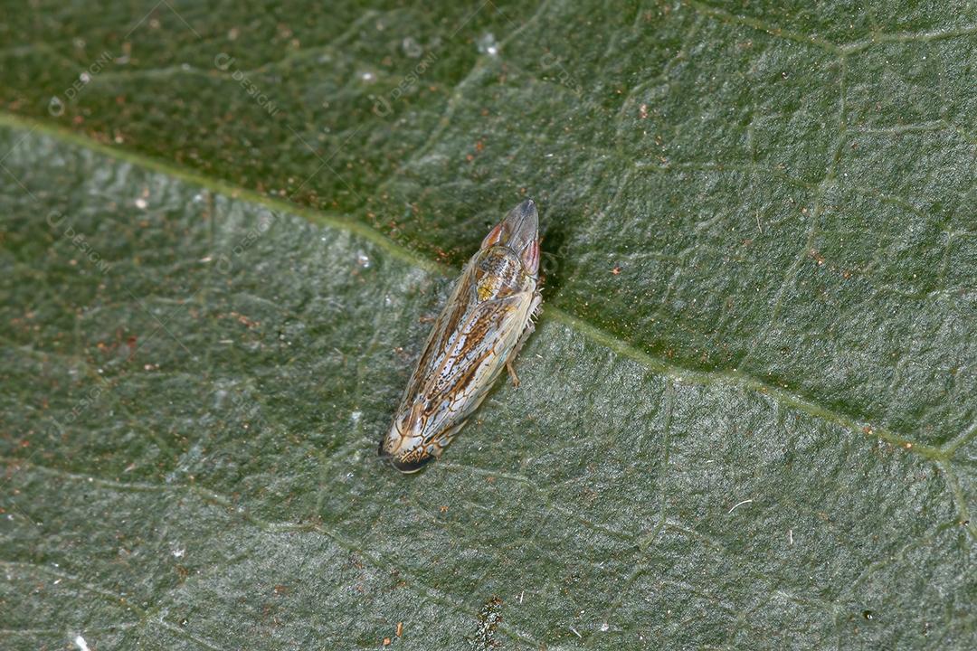 Pequena cigarrinha típica da tribo Scaphytopiini