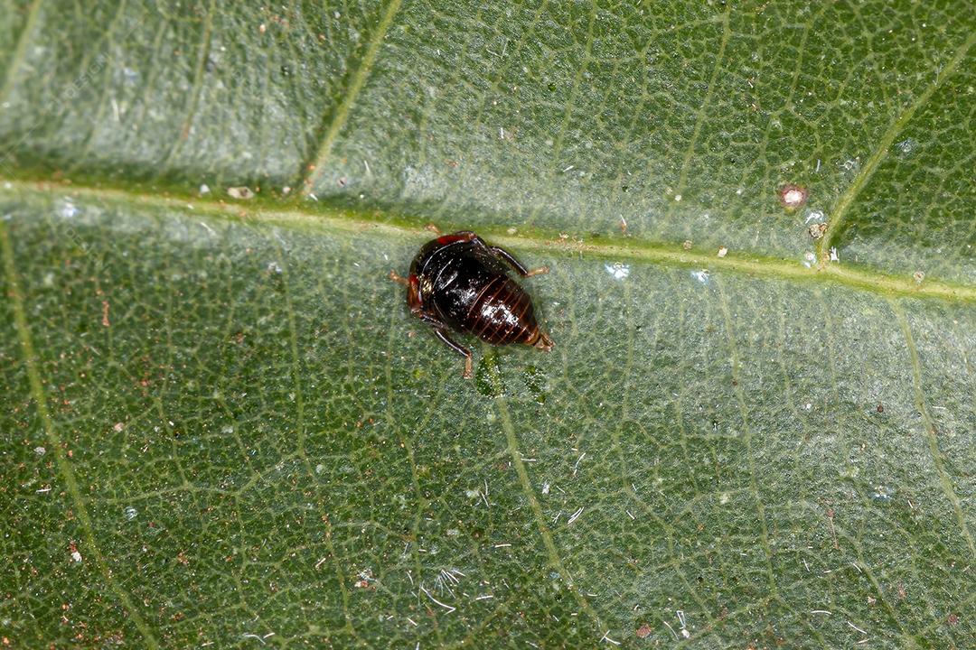 Pequena ninfa típica da cigarrinha da família Cicadellidae