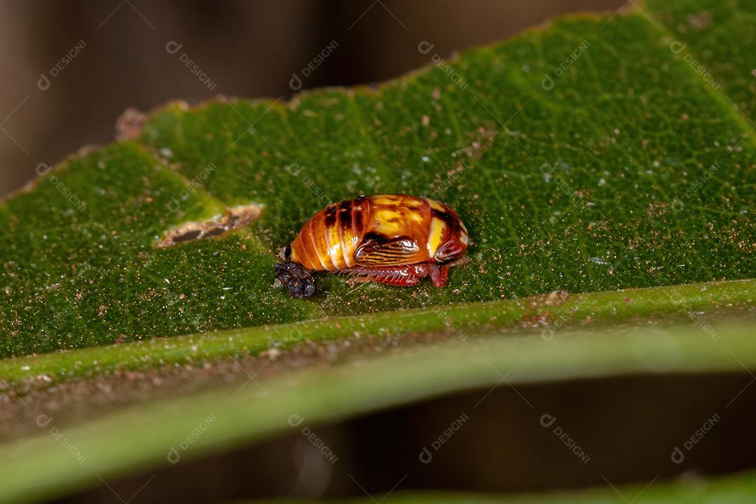 Pequena ninfa típica da cigarrinha da família Cicadellidae