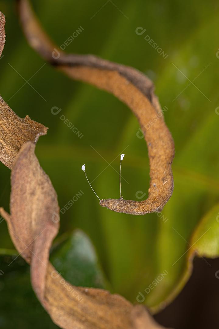 Ovos de crisopídeos verdes da família Chrysopidae