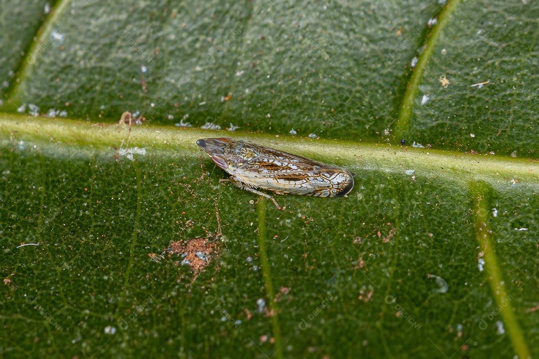 Pequena ninfa típica da cigarrinha da família Cicadellidae