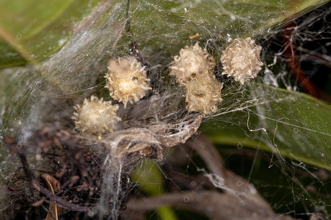 Sacos de ovos de ootecas de viúva marrom da espécie Latrodectus geometricus