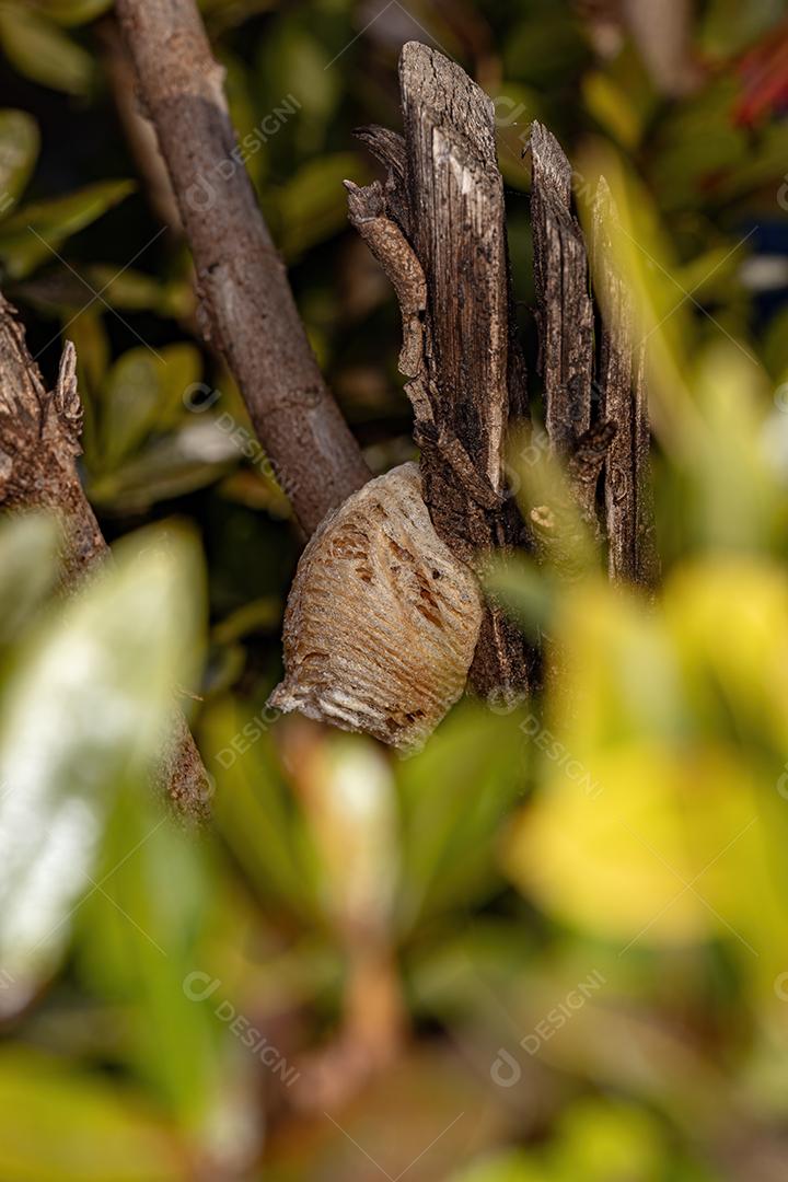 Mantid Egg Case do gênero Oxyopsis