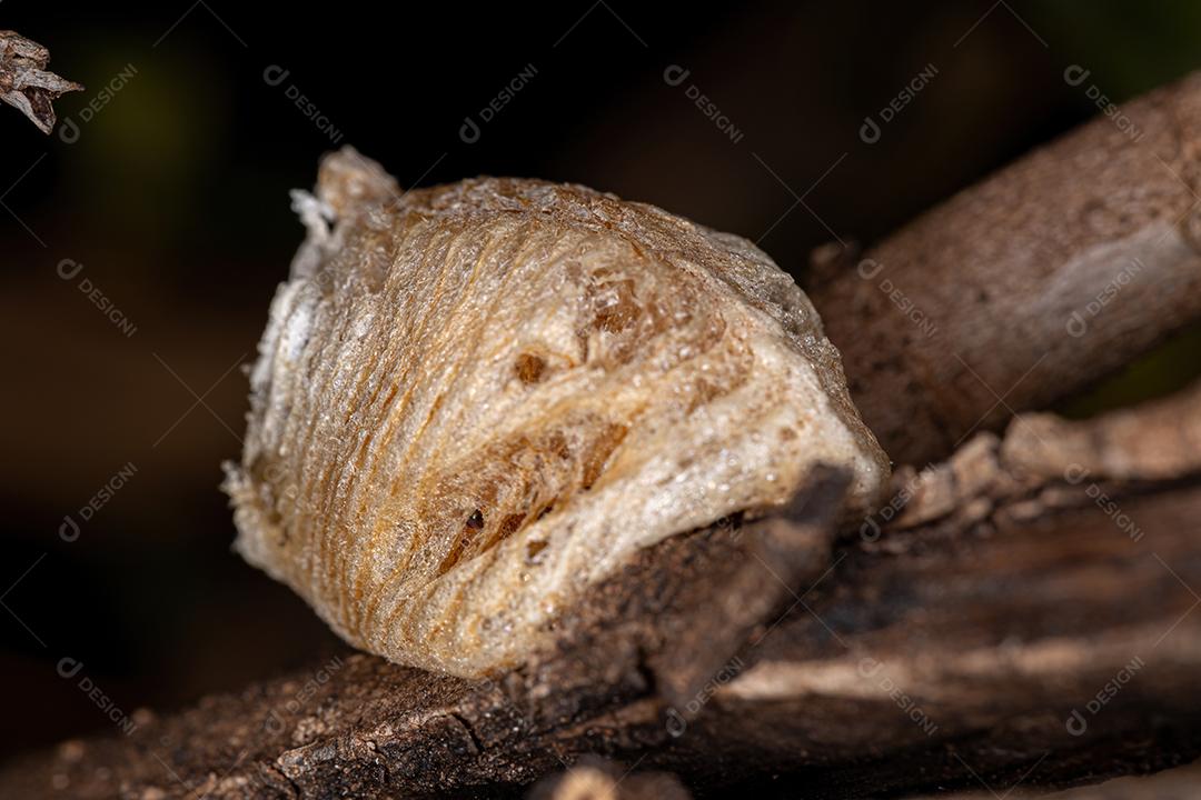 Mantid Egg Case do gênero Oxyopsis