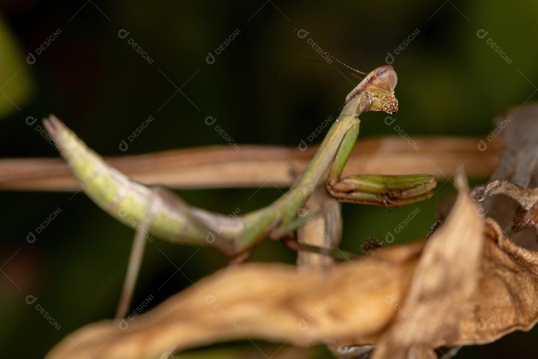 Pequena ninfa Mantid do gênero Oxyopsis