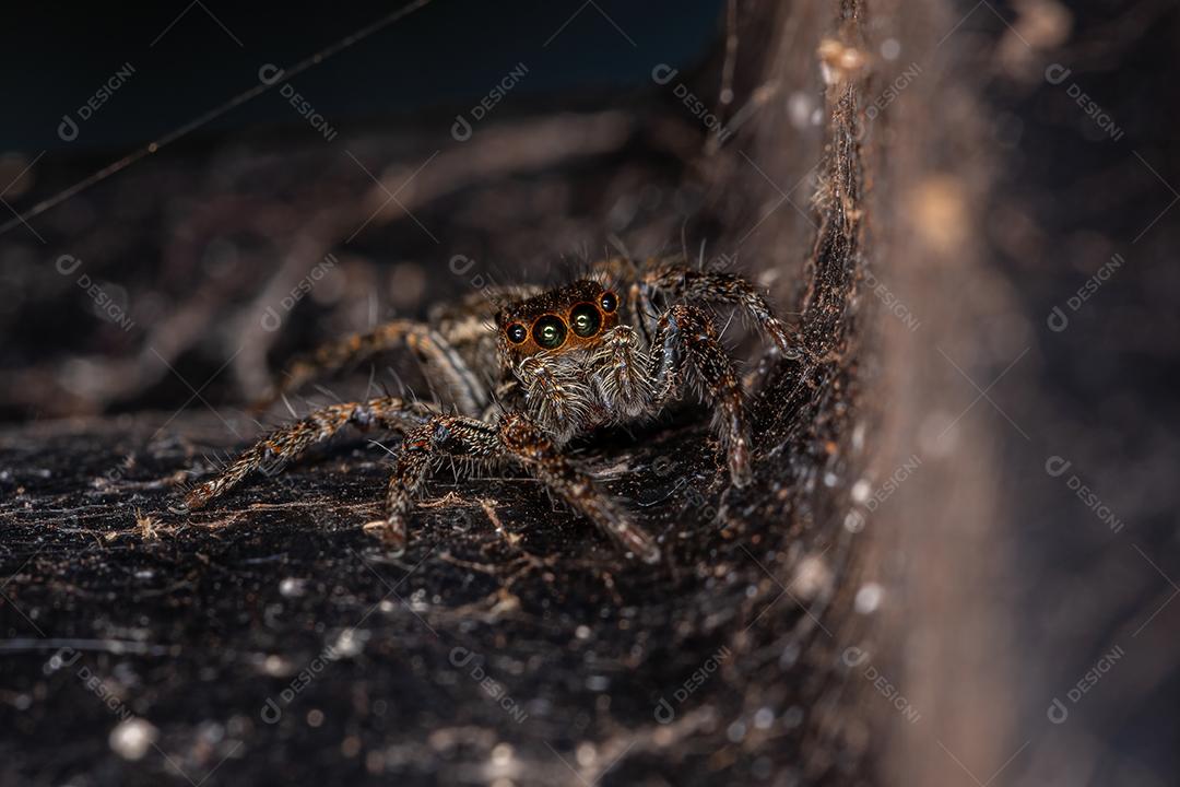 Aranha pantropical saltadora fêmea adulta da espécie Plexippus paykulli