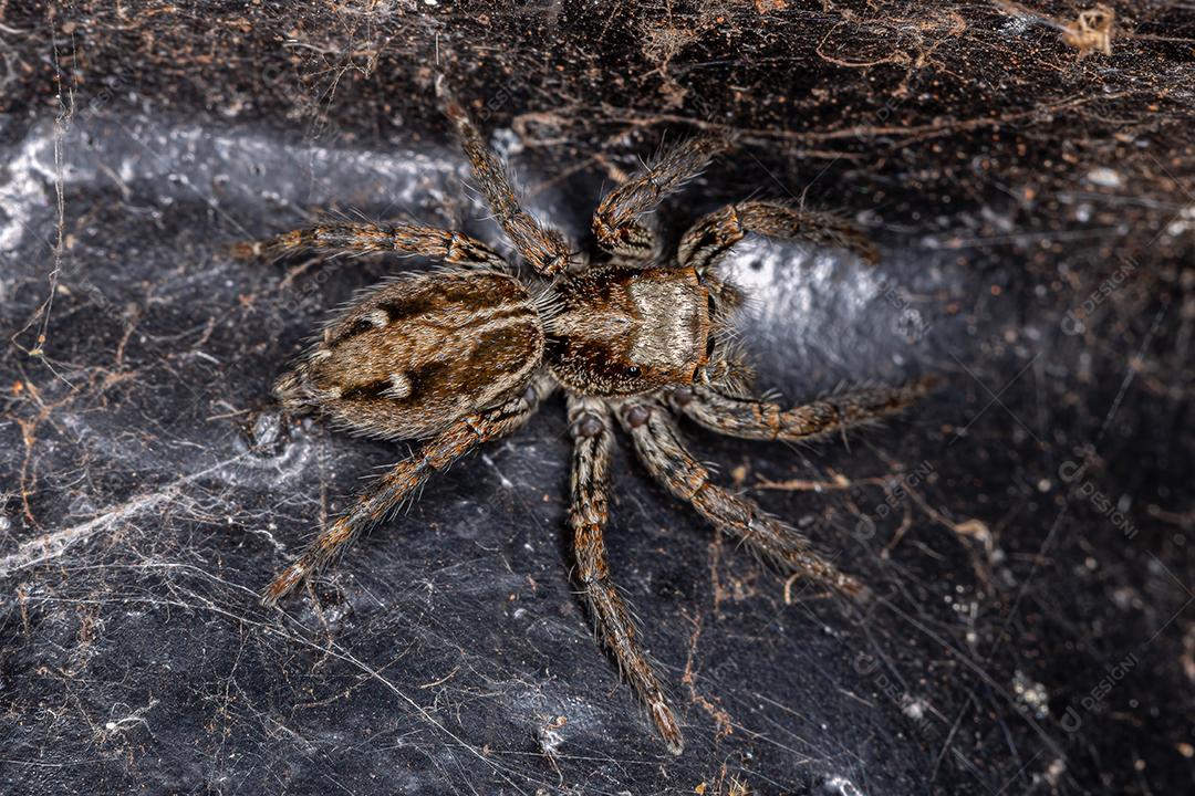 Aranha pantropical saltadora fêmea adulta da espécie Plexippus paykulli