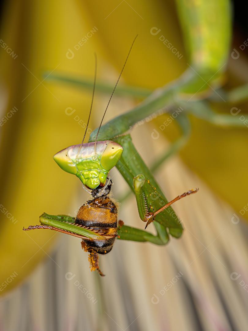 Pequena ninfa Mantid do gênero Oxyopsis predando uma abelha adulta ocidental