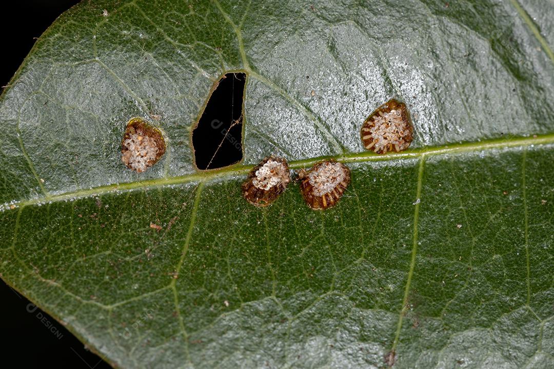Ovos de insetos assassinos da família Reduviidae