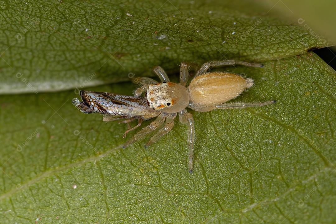 Pequena aranha saltadora do gênero Chira atacando uma pequena cigarrinha