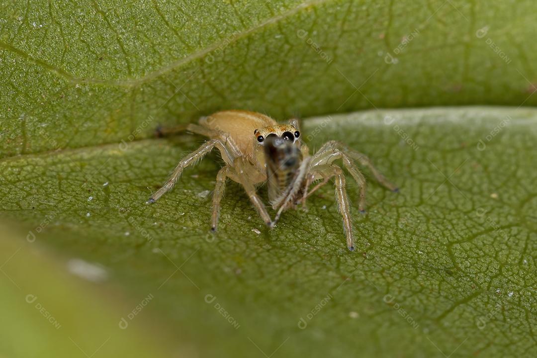 Pequena aranha saltadora do gênero Chira atacando uma pequena cigarrinha