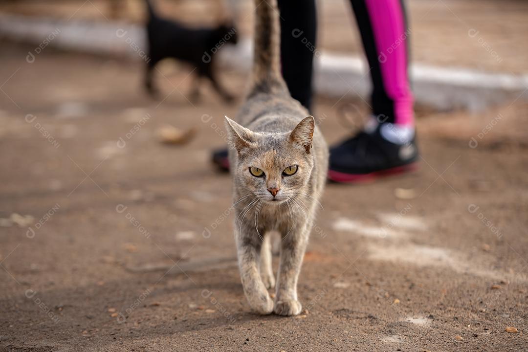 Cara de gato doméstico em close-up