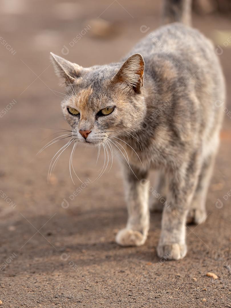 Cara de gato doméstico em close-up