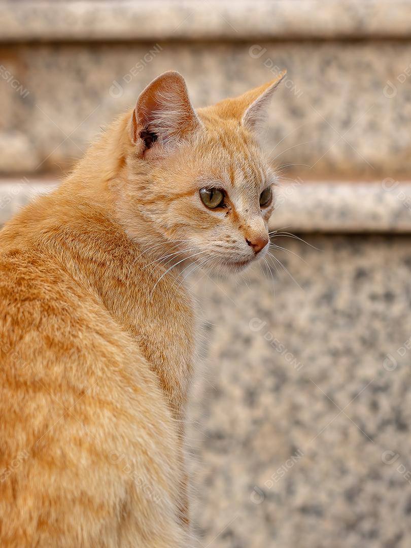 Cara de gato doméstico em close-up