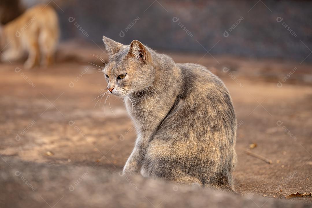 Cara de gato doméstico em close-up