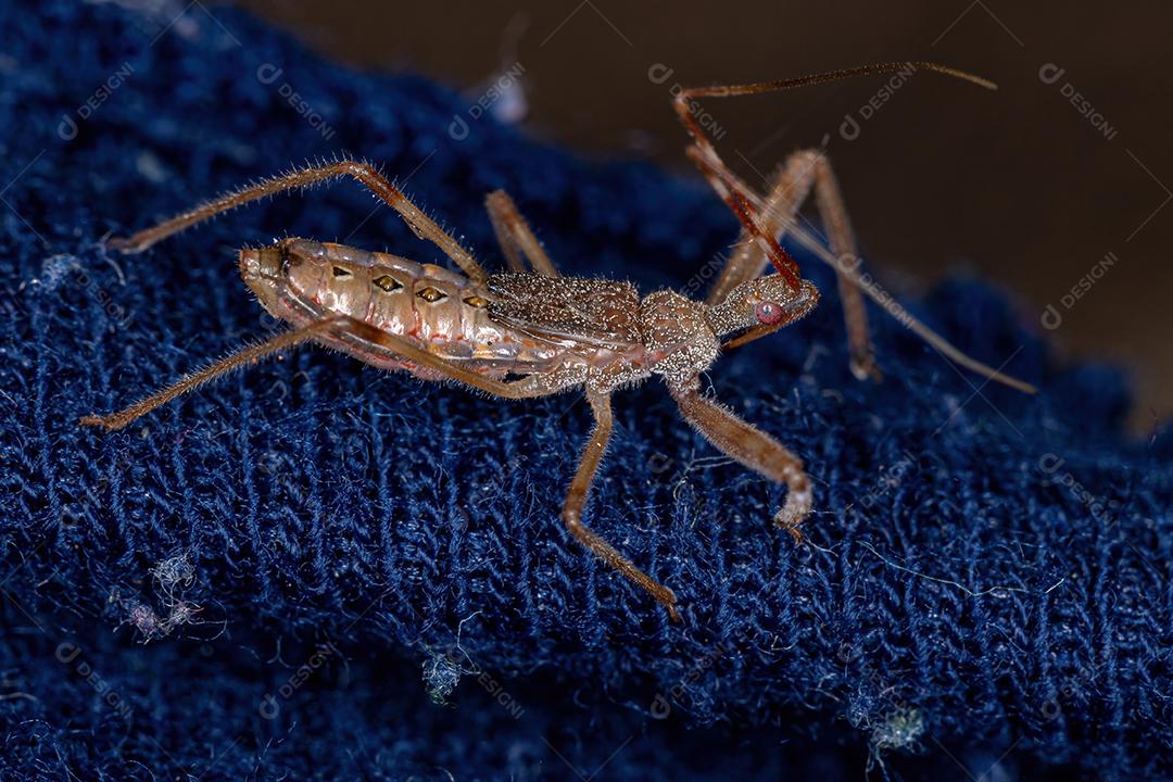 Assassin Bug Ninfa do Gênero Heza