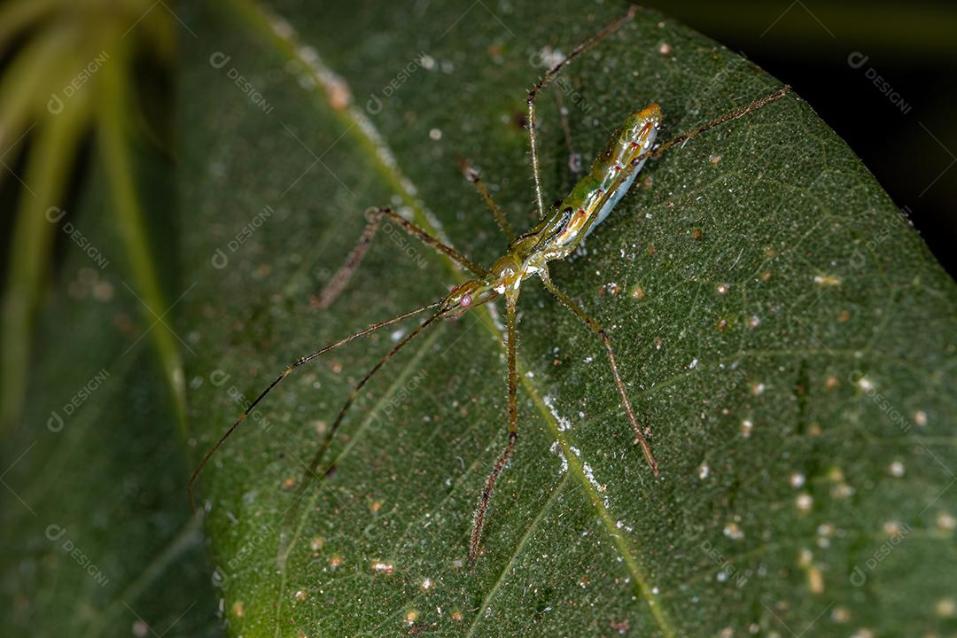 Assassin Bug Ninfa da Tribo Harpactorini