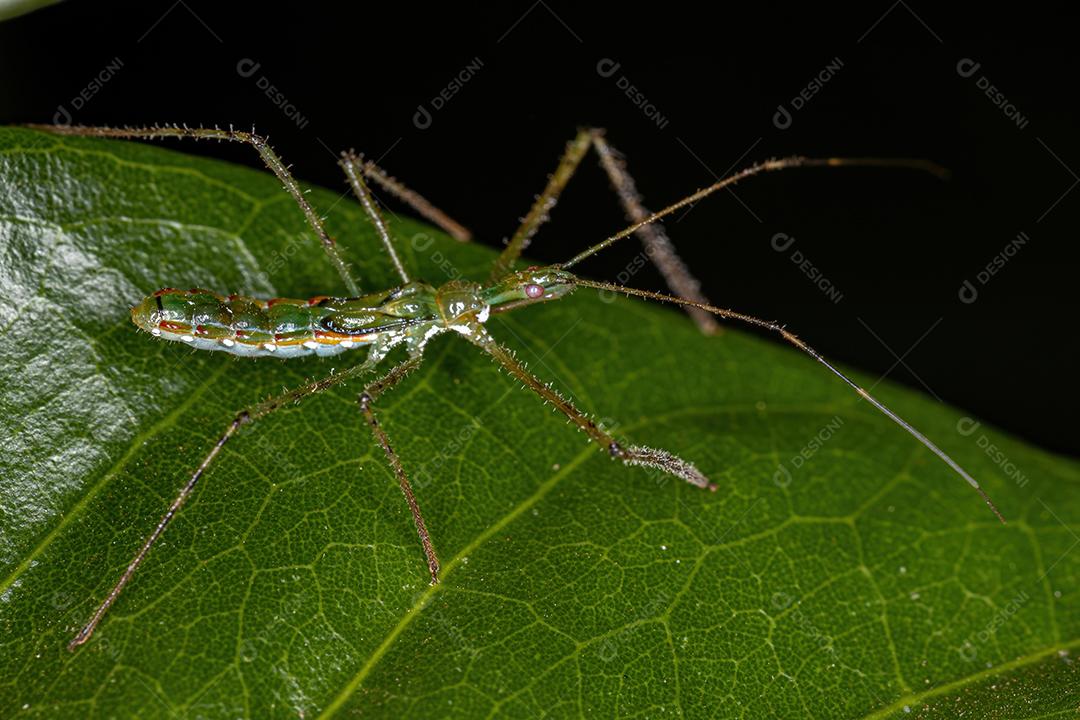 Assassin Bug Ninfa da Tribo Harpactorini