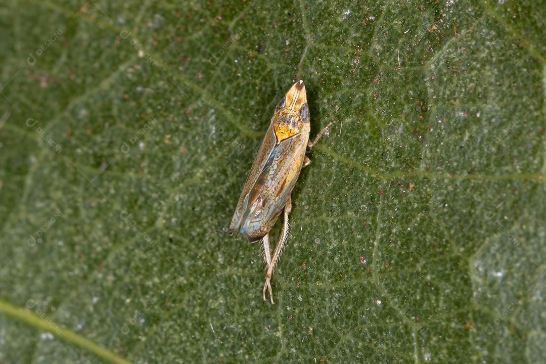 Pequena cigarrinha típica da tribo Scaphytopiini