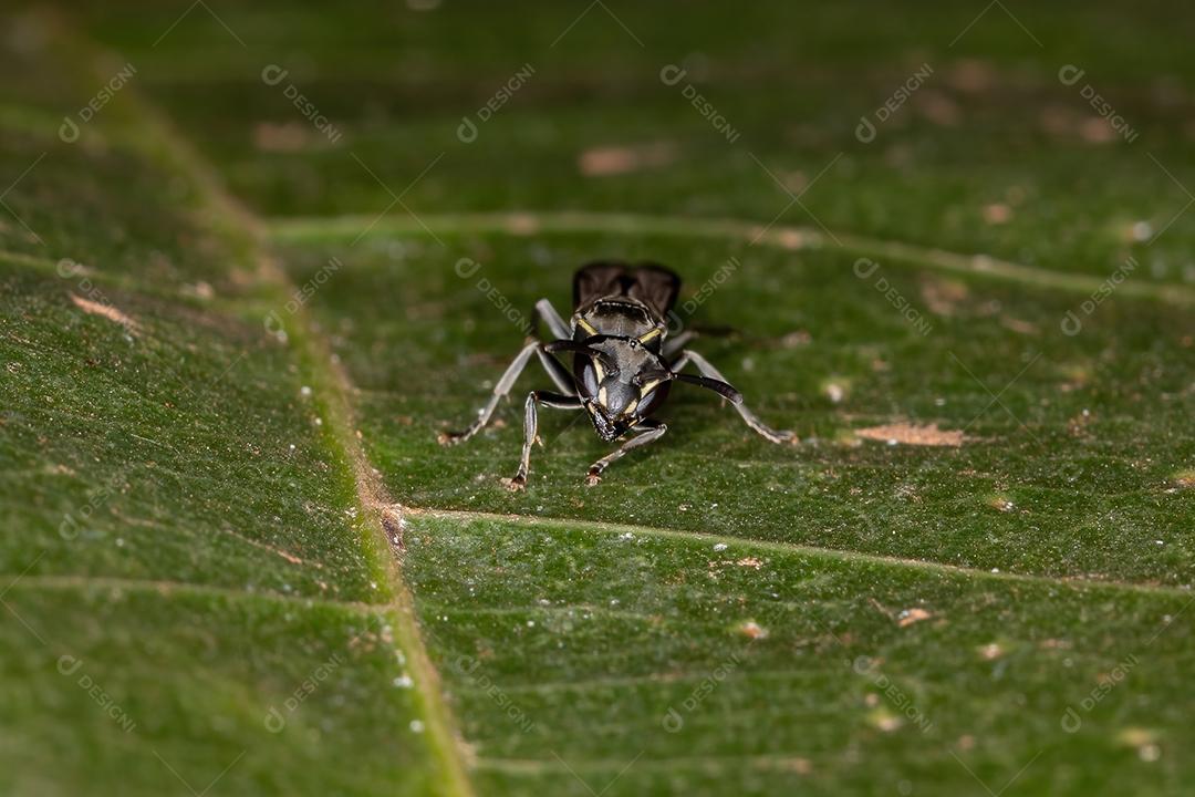 Vespa de mel de cintura longa adulta do subgênero Myrapetra