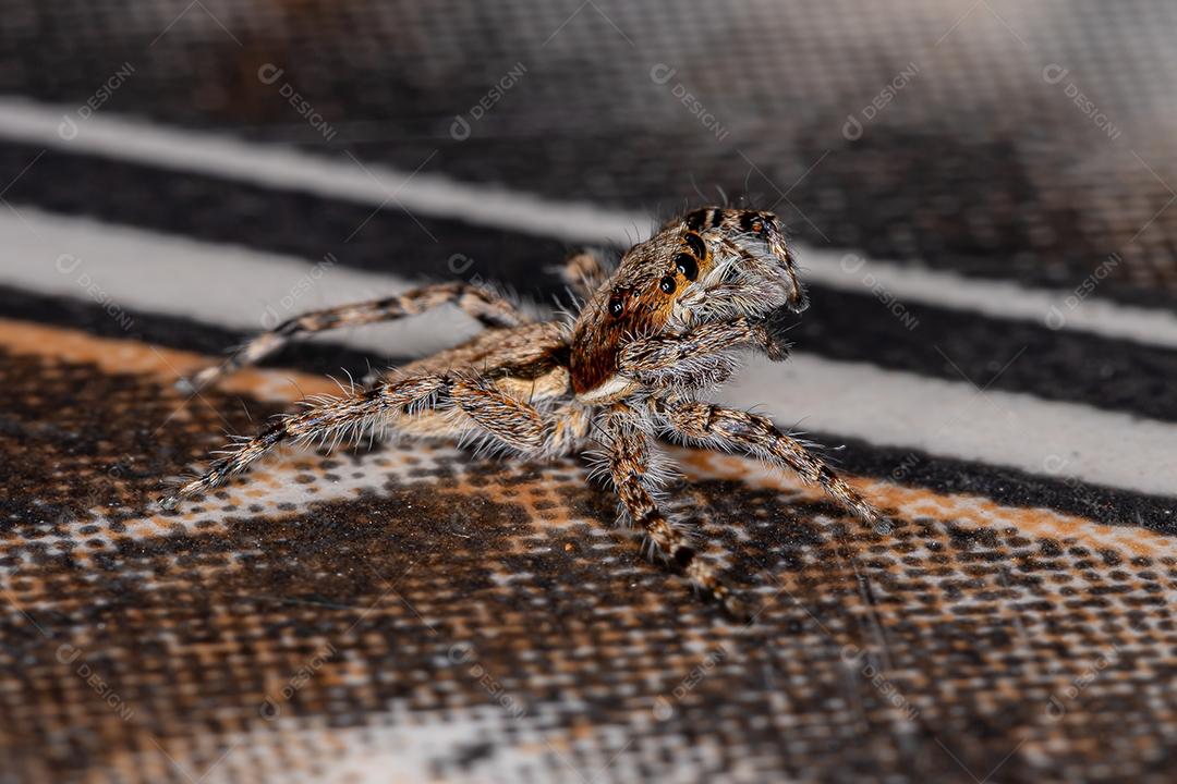 Pequena aranha de salto de parede cinzenta da espécie Menemerus bivittatus