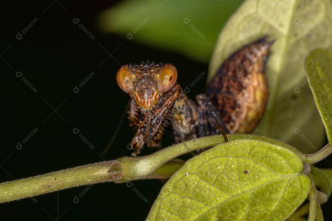 Ninfa Mantis Acontistid do Gênero Metaphotina