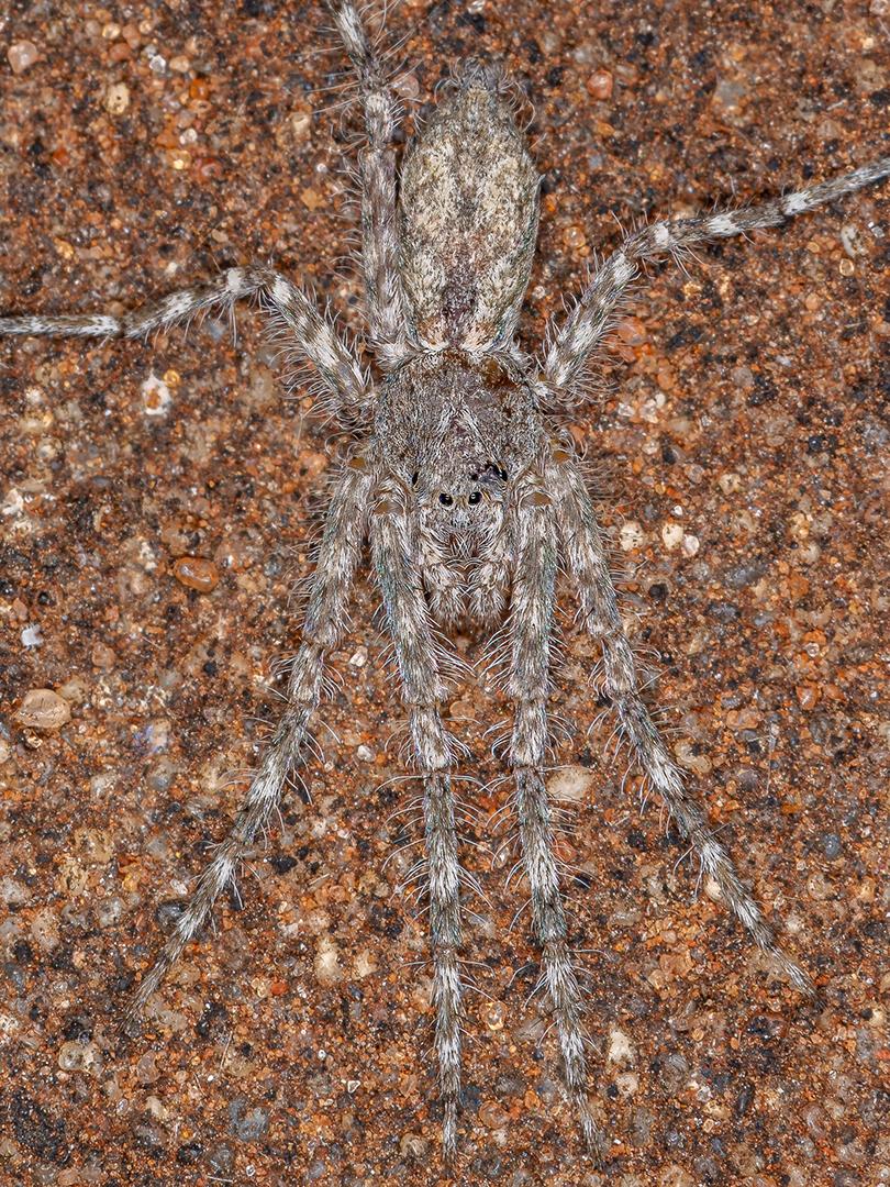 Pequenos Caçadores de Casca do Gênero Senoculus