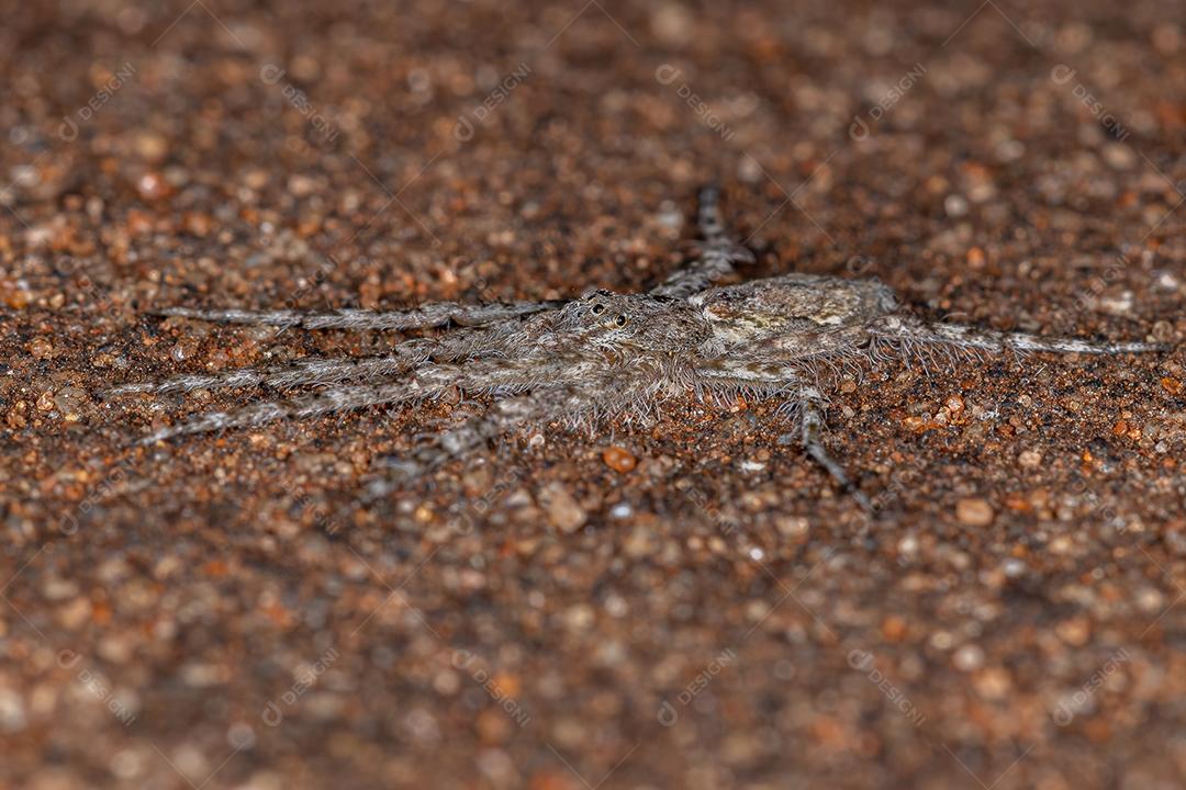 Pequenos Caçadores de Casca do Gênero Senoculus