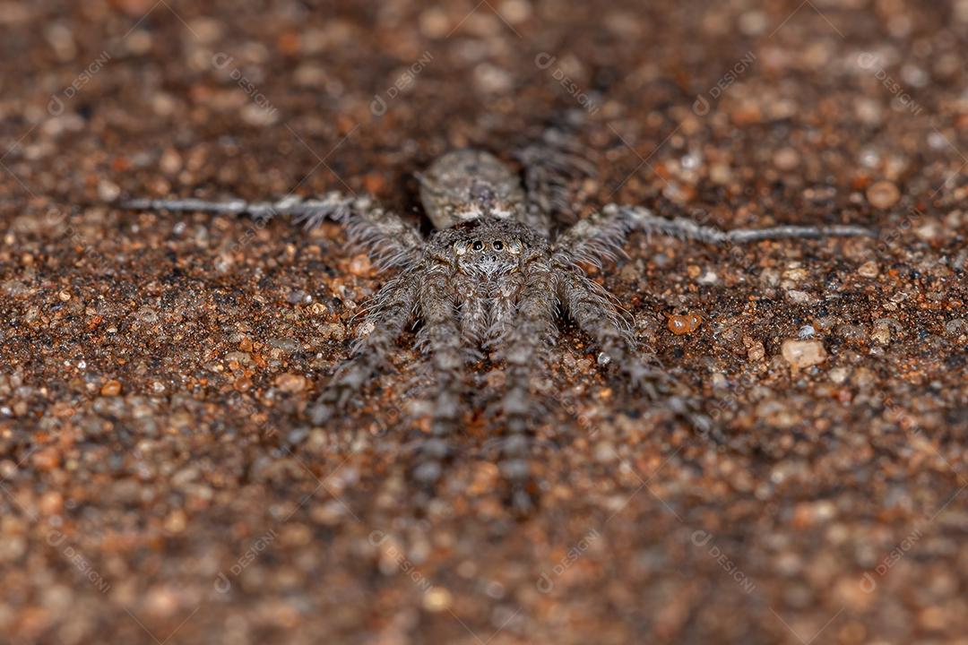 Pequenos Caçadores de Casca do Gênero Senoculus