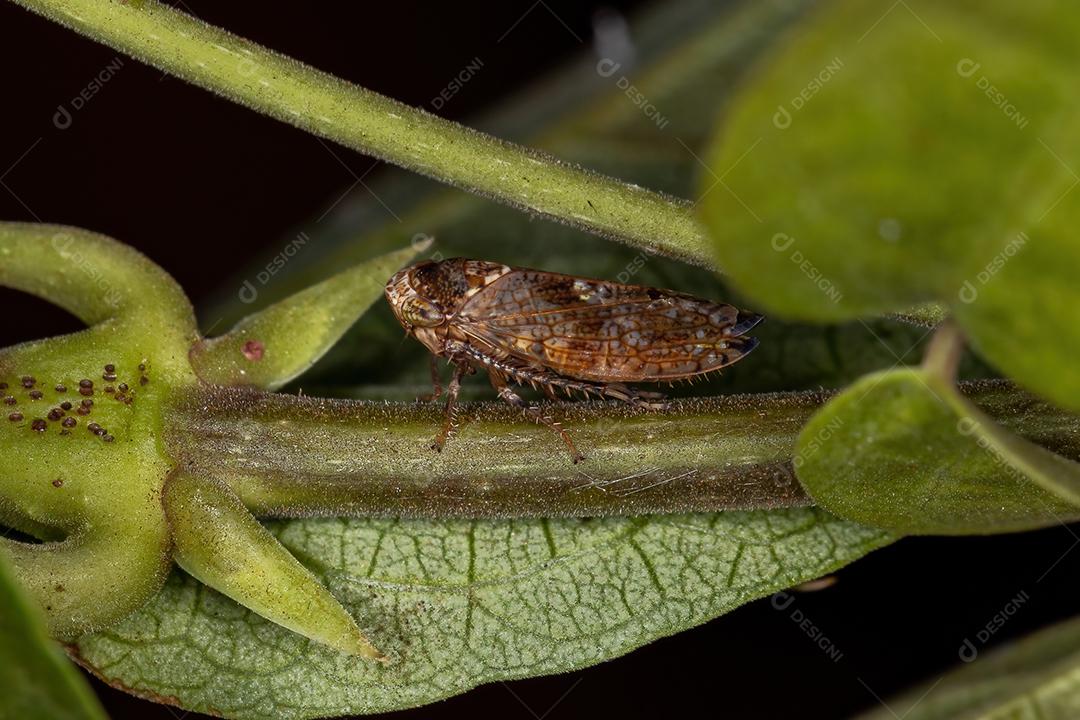 Pequena Cigarrinha Típica da Subfamília Deltocephalinae