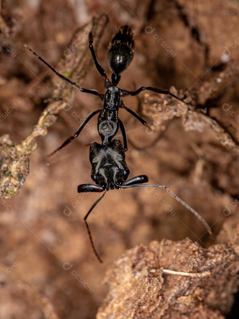 Formiga-de-armadilha adulta do gênero Odontomachus