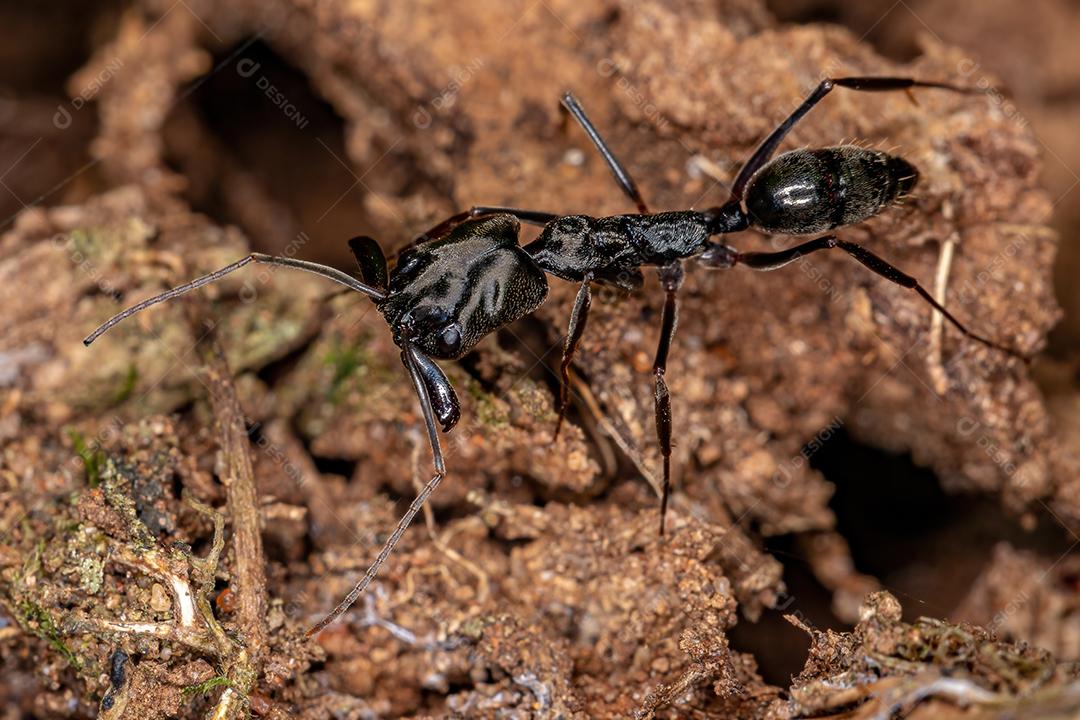 Formiga-de-armadilha adulta do gênero Odontomachus