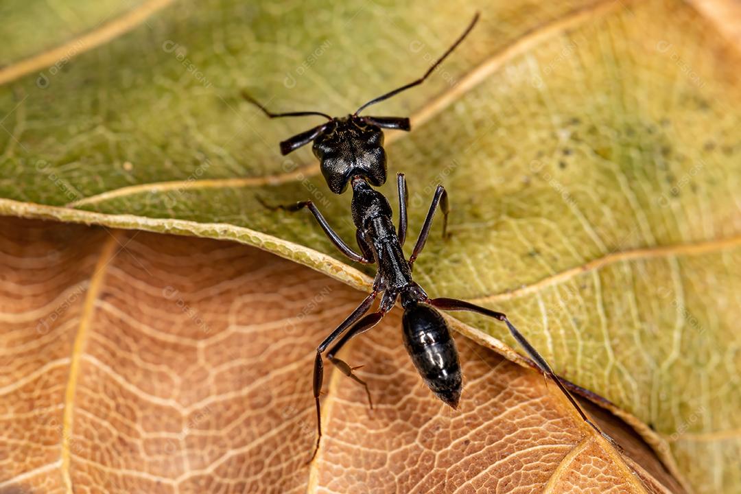 Formiga-de-armadilha adulta do gênero Odontomachus