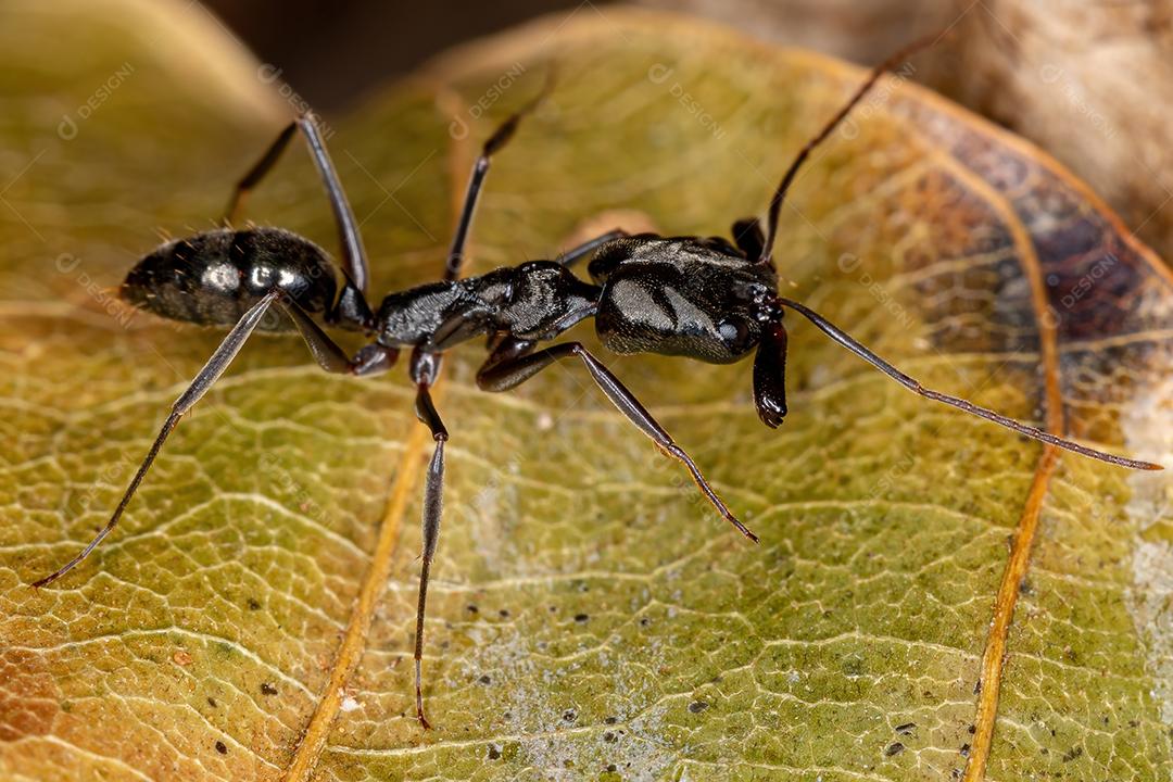 Formiga-de-armadilha adulta do gênero Odontomachus
