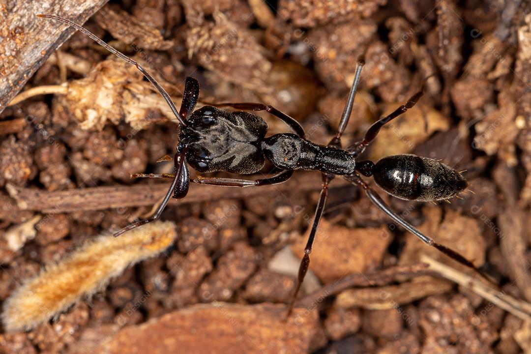 Formiga-de-armadilha adulta do gênero Odontomachus