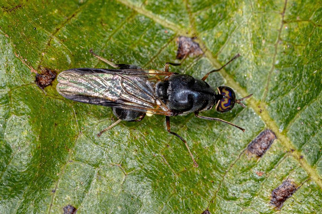 Mosca Soldado Adulto da espécie Artemita amenides