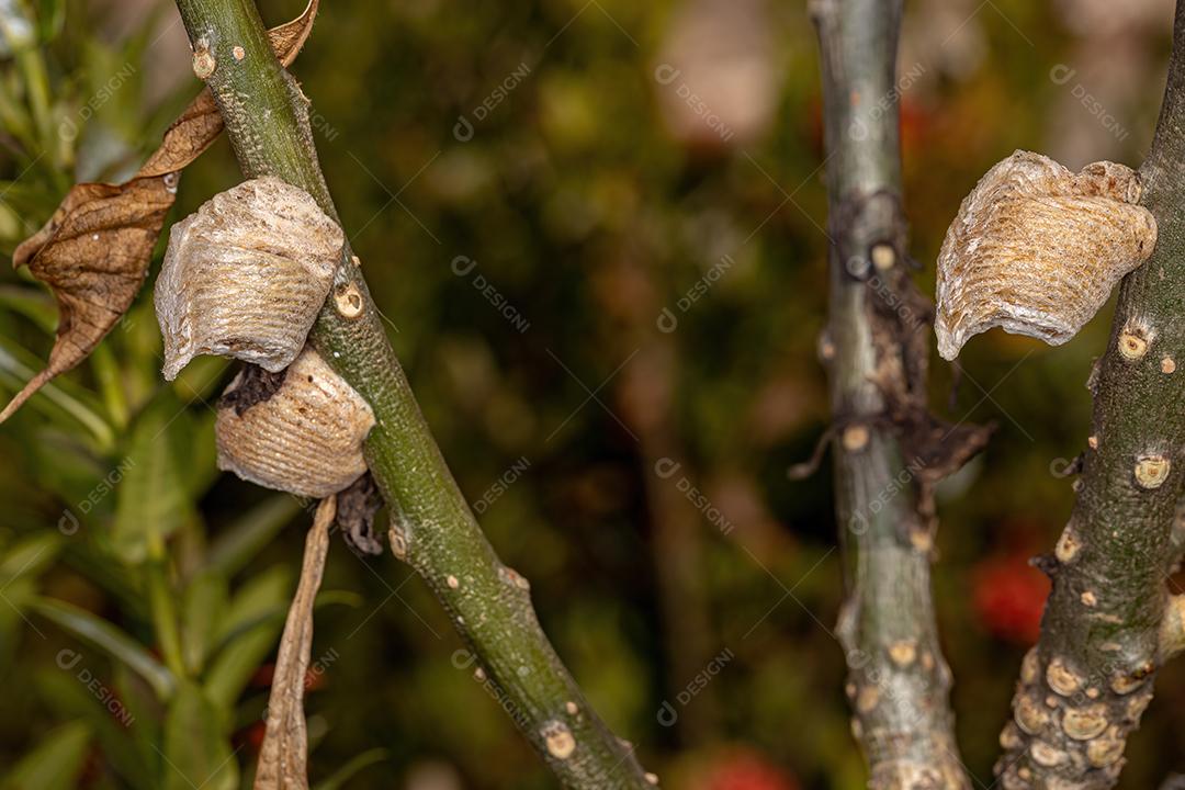 Mantid Egg Case do gênero Oxyopsis