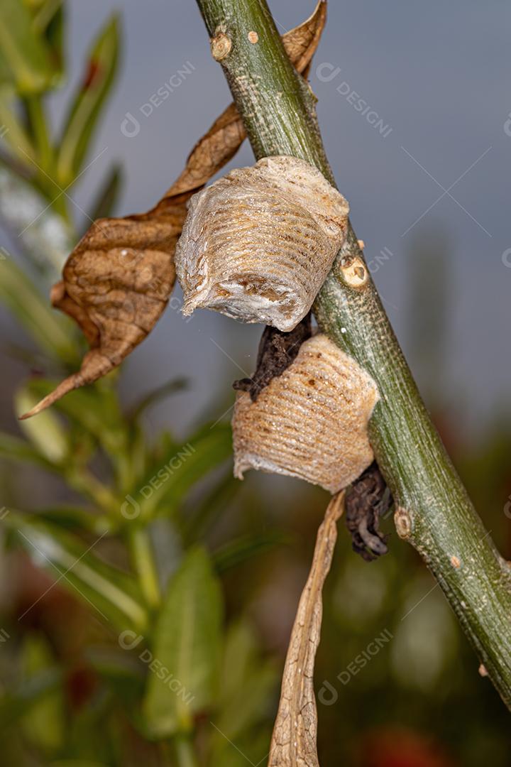 Mantid Egg Case do gênero Oxyopsis