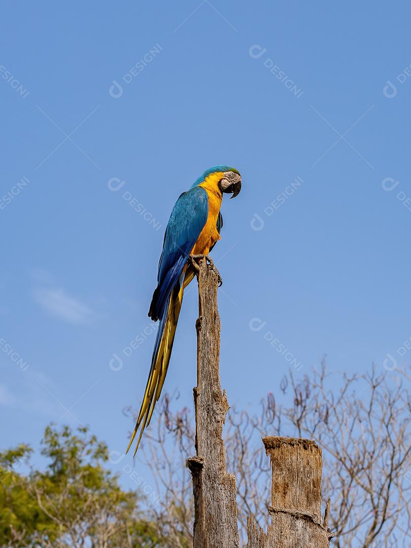 Arara-azul-amarela adulta da espécie Ara ararauna