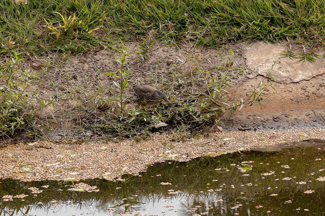 Garça estriada Juvenil da espécie Butorides striata