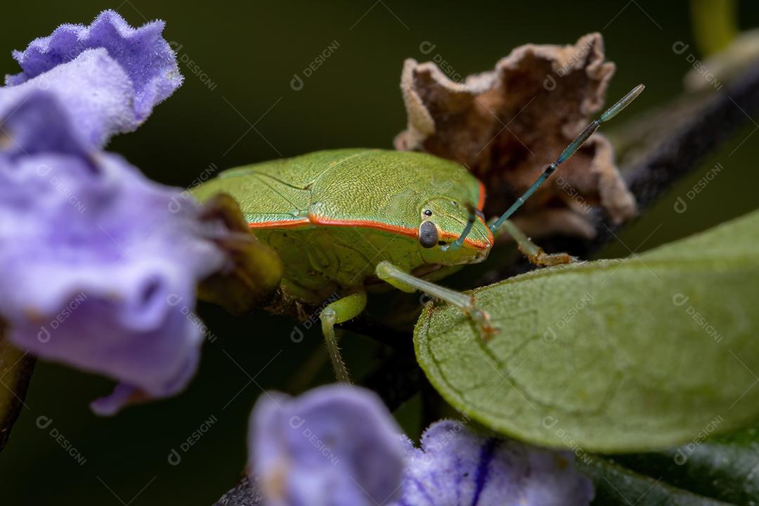 Percevejo verde adulto do gênero Chinavia no skyflower da espécie Duranta erecta planta