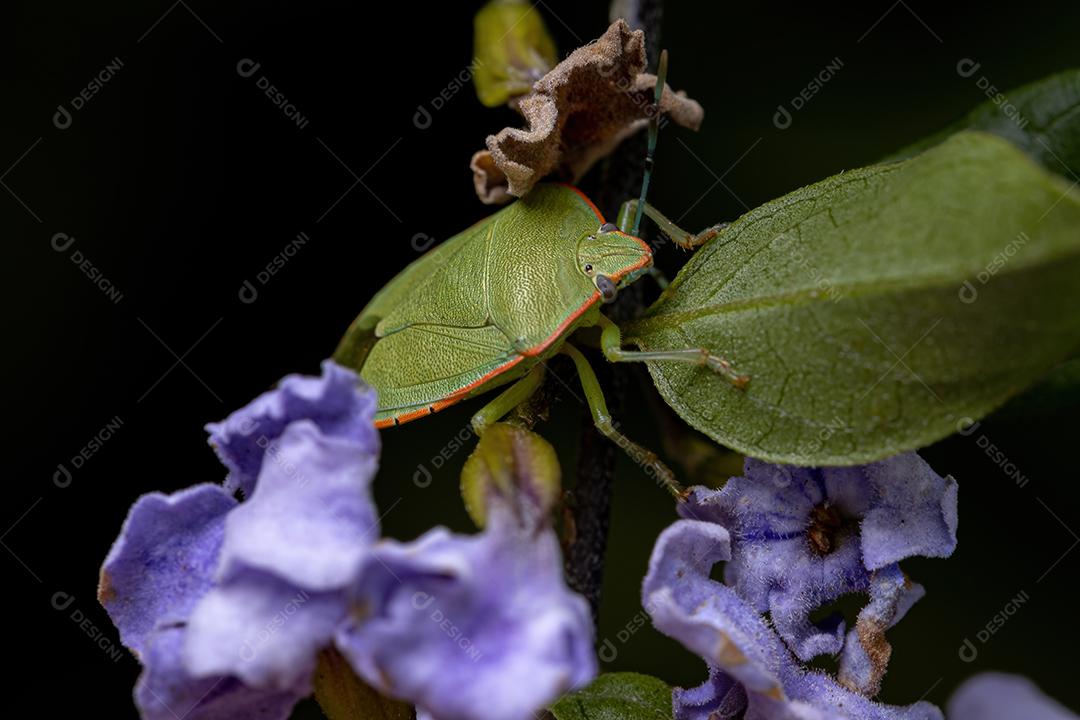 Percevejo verde adulto do gênero Chinavia no skyflower da espécie Duranta erecta planta