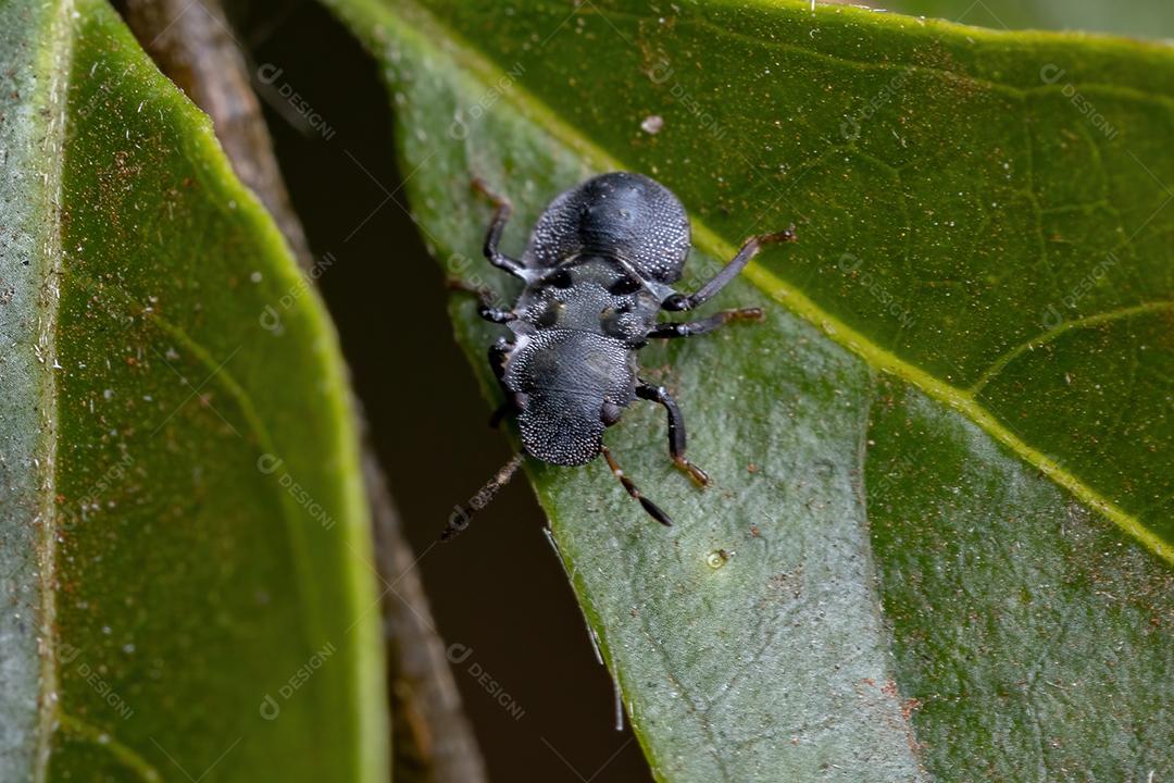 Bug Pentatomomorfo que imita formigas tartaruga do gênero cephalotes