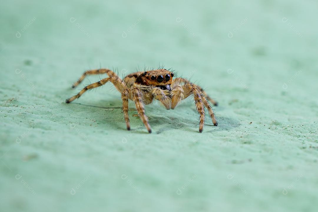 Pequena aranha de salto de parede cinzenta da espécie Menemerus bivittatus